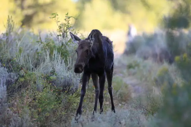 Photo of moose in Grand Teton National Park, Wyoming