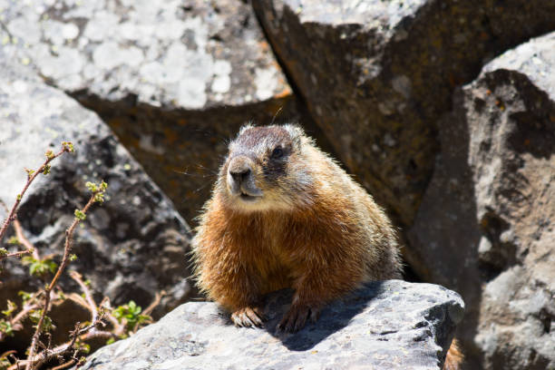 istock A Yellow-Bellied Marmot 950569914