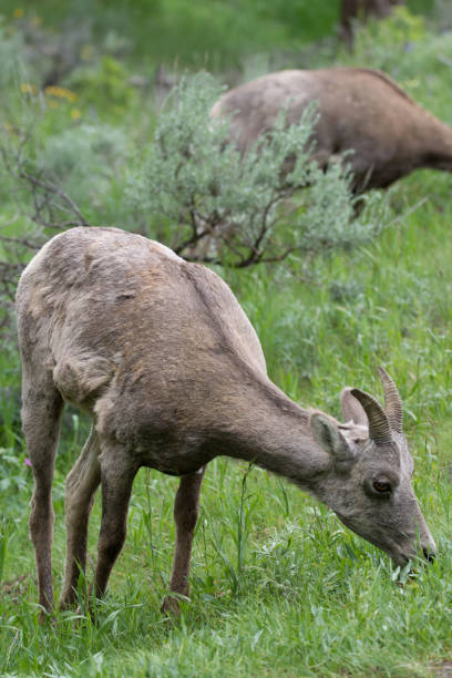 istock A Grazing Bighorn Sheep Ewe 950572282