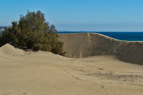 istock Nature Reserve - Dunes of Maspalomas 950572552