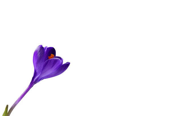 Crocus flower, flower with yellow pistil in center , close-up
