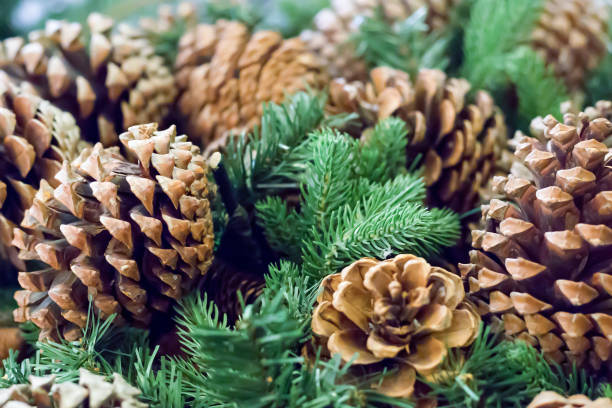 istock natural cones cedar fir symbol christmas winters, background festive texture 950572824