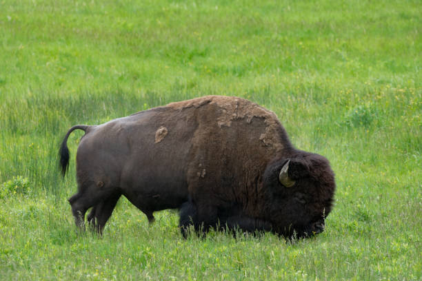 istock Large Male American Bison Grazing on Lush Grass 950573006