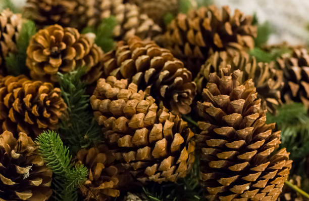 istock many large pine cones brown conical shape background natural background on a background of fluffy branches spruce 950573212