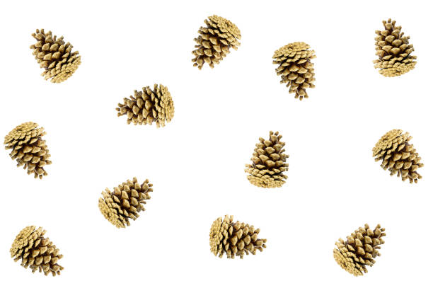 fir cone whole brown pattern of flora natural background on white background, base design christmas eco