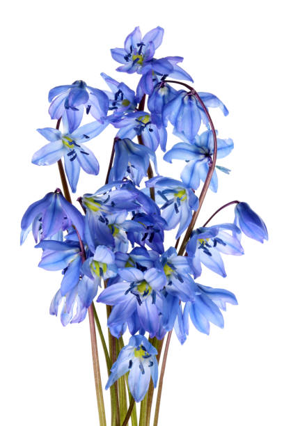 istock A small bunch of tender blue spring April snowdrops. 950573310