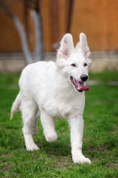 istock Berger Blanc Suisse White german shepherd poppy 950573402