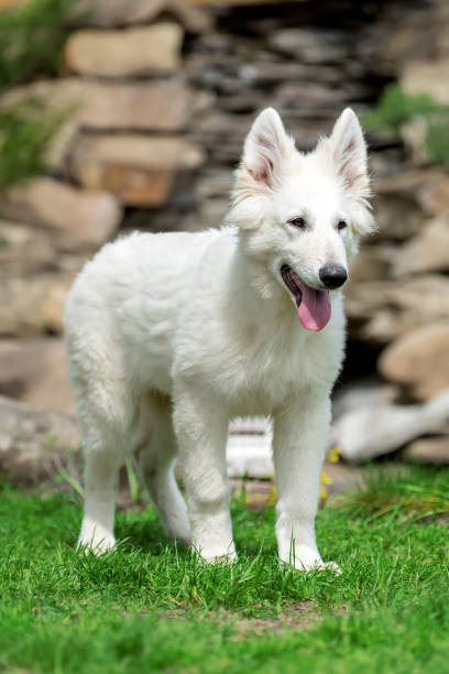 istock Berger Blanc Suisse White german shepherd poppy 950573438