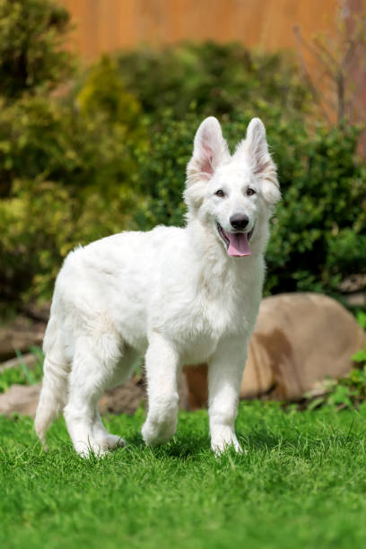 istock Berger Blanc Suisse White german shepherd poppy 950573486