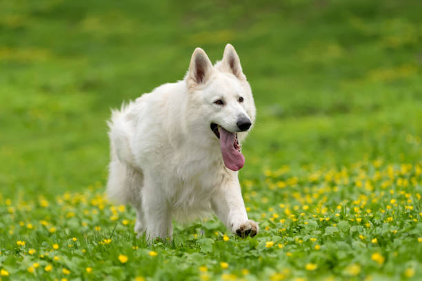 istock Berger Blanc Suisse White german shepherd 950573556
