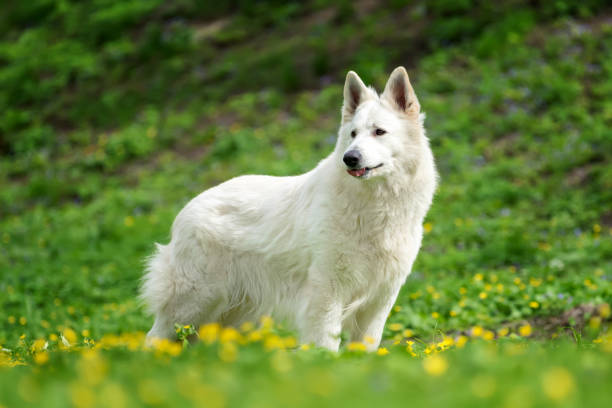istock Berger Blanc Suisse White german shepherd 950573558