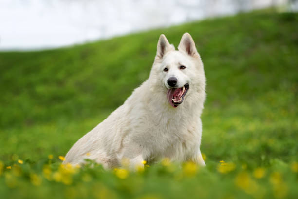 istock Berger Blanc Suisse White german shepherd 950573560