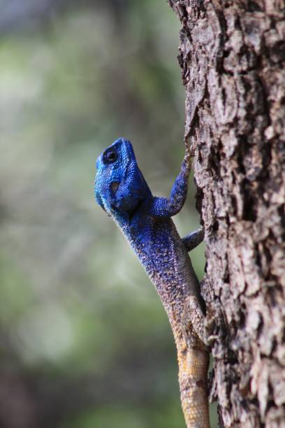 istock Fantastic lizard in South Africa 950574422