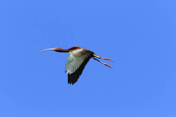 caraúna califórnia - glossy ibis - fotografias e filmes do acervo