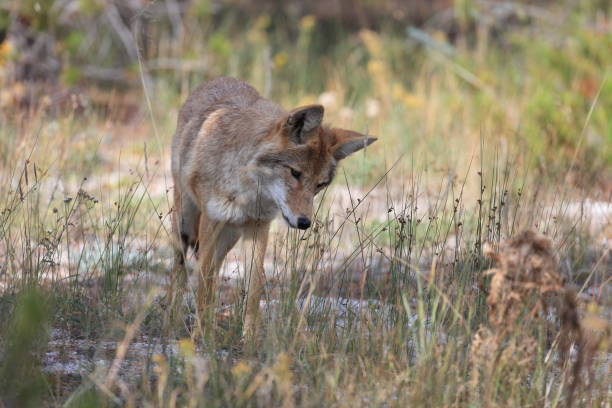 istock Coyote in Yellowstone NP USA 950577352