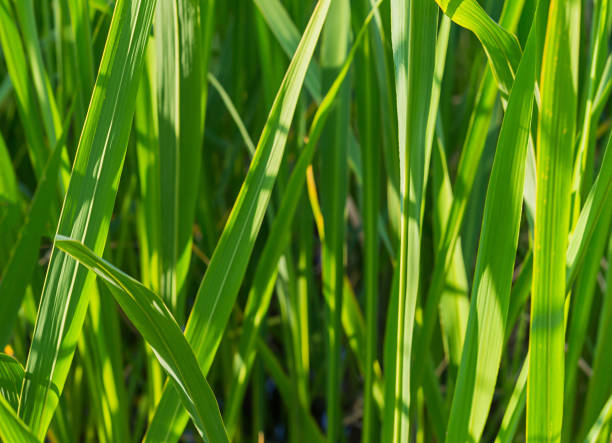 istock grass green long close-up illuminated by bright sunlight background eco pattern 950577568