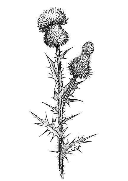 Thistle flower illustration, drawing, engraving, ink, line art, vector Illustration, what made by ink and pencil on paper, then it was digitalized. thistle stock illustrations