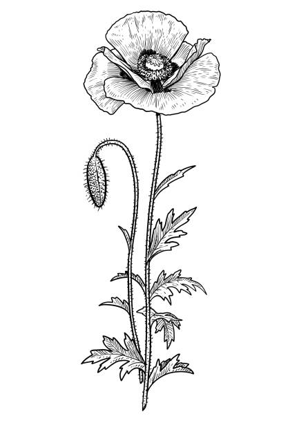 Poppy flower illustration, drawing, engraving, ink, line art, vector Illustration, what made by ink and pencil on paper, then it was digitalized. papery stock illustrations