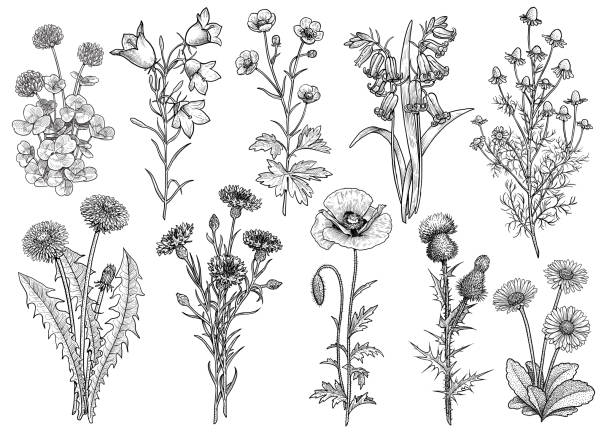 Wildflower,  bluebell, bellflower, buttercup, chamomile, clover, cornflower, dandelion, daisy, poppy, thistle collection illustration, drawing, engraving, ink, line art, vector Illustration, what made by ink and pencil on paper, then it was digitalized. wildflower stock illustrations