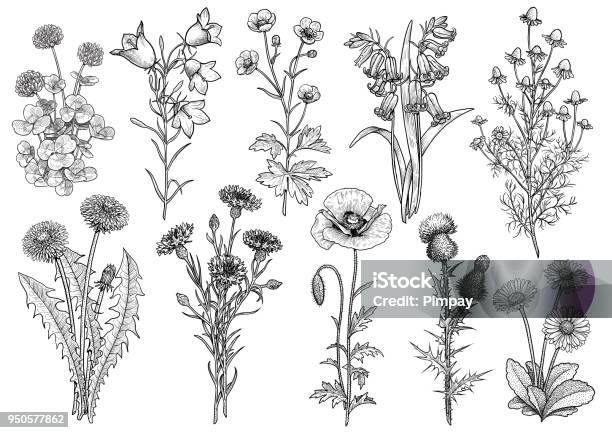 Wildflower Bluebell Bellflower Buttercup Chamomile Clover Cornflower Dandelion Daisy Poppy Thistle Collection Illustration Drawing Engraving Ink Line Art Vector Stock Illustration - Download Image Now