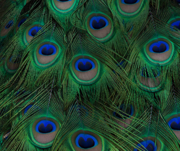 istock Close Up of a Male Peacock's Feathers 950577942