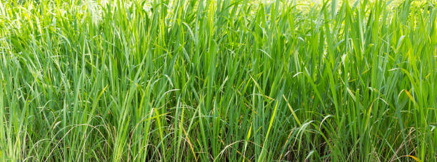 istock grass high green in sunlight, thick green texture flora base juicy bases rustic eco design 950578208
