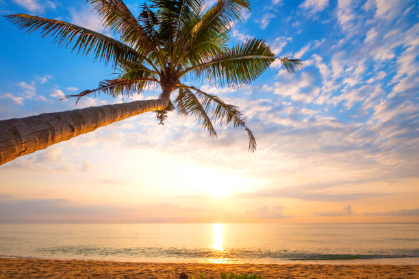 istock tropical beach in sunrise 950578320
