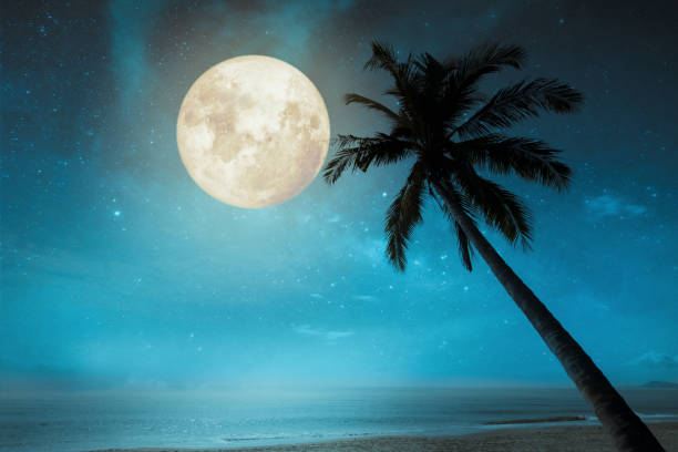 istock Beautiful fantasy tropical 950578854