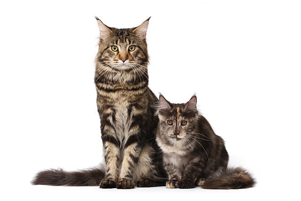 Maine-coon cats family stock photo