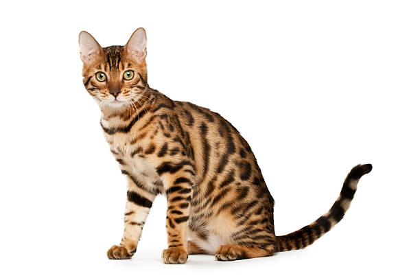 Portrait of cute Bengal cat with shocked facial expression stock photo
