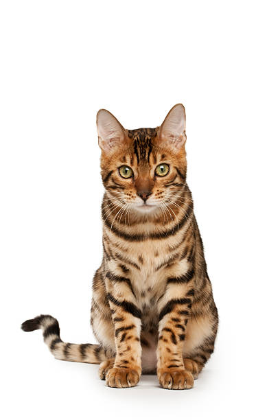 Bengal cat stock photo