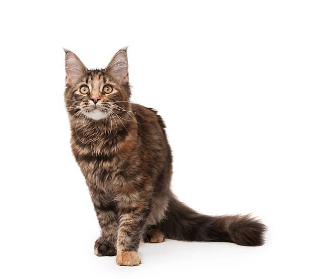 Maine-coon cat stock photo