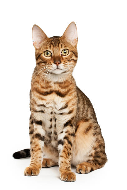 Bengal cat  bengal cat purebred cat photos stock pictures, royalty-free photos & images