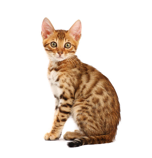 Bengal cat kitten looking at camera against white background stock photo