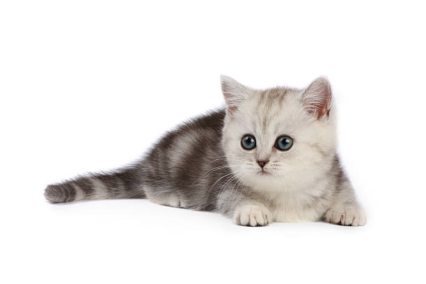 Kitten stock photo