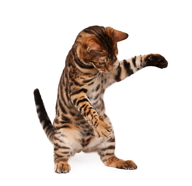 Playful cat stock photo