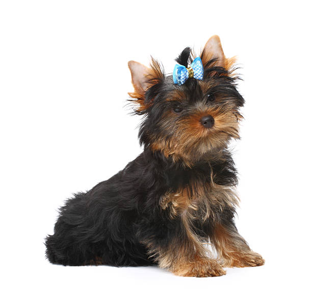 Yorkshire terrier stock photo