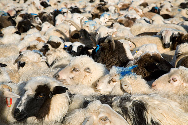 rebanho de cabras ovelhas com - sheep fence zoo enclosure imagens e fotografias de stock