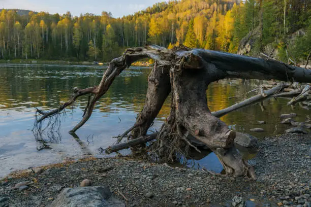 Uprooted dry tree in the Kizir river. Eastern Sayan, Siberia, Krasnoyarsk region, Russia. Horizontal shot