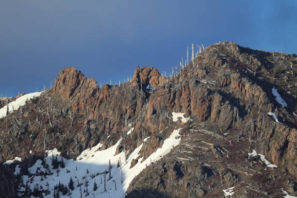 istock Trees flattened by eruption Mount St. Helens National Volcanic Monument, Washington State 950581728