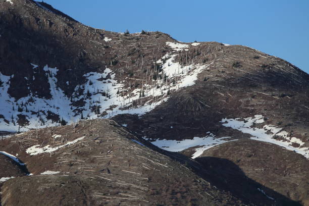 istock Trees flattened by eruption Mount St. Helens National Volcanic Monument, Washington State 950581870