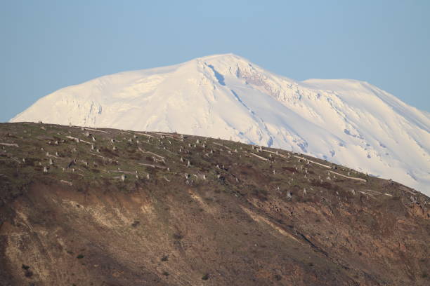 Trees flattened by eruption Mount St. Helens National Volcanic Monument, Washington State
