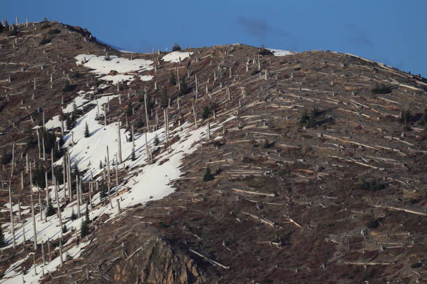 Trees flattened by eruption Mount St. Helens National Volcanic Monument, Washington State