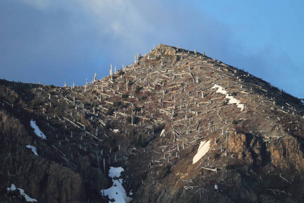 istock Trees flattened by eruption Mount St. Helens National Volcanic Monument, Washington State 950582042