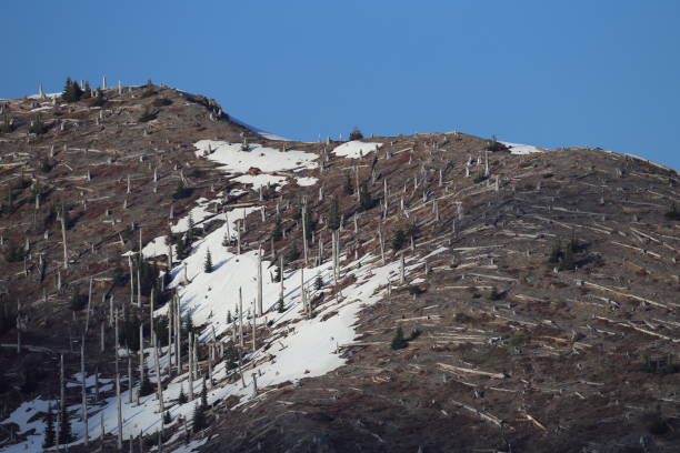 istock Trees flattened by eruption Mount St. Helens National Volcanic Monument, Washington State 950582140