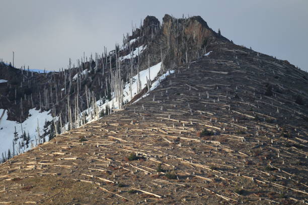 istock Trees flattened by eruption Mount St. Helens National Volcanic Monument, Washington State 950582232