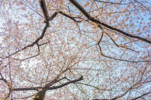 istock Meguro River, cherry blossoms in full bloom. 950582580