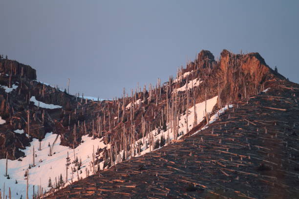 Trees flattened by eruption Mount St. Helens National Volcanic Monument, Washington State