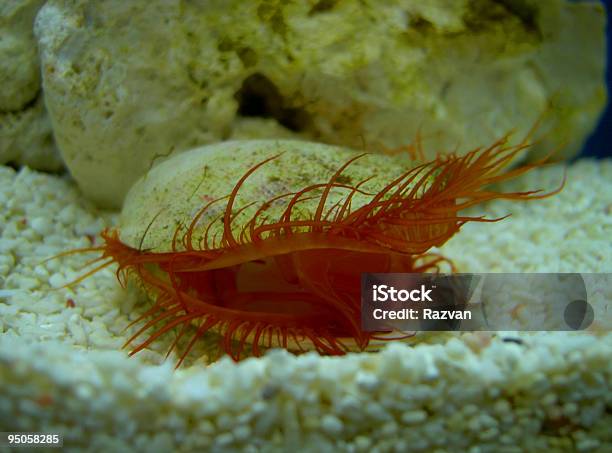 Foto de Conchas Do Mar e mais fotos de stock de Animal - Animal, Bivalve, Concha - Parte do corpo animal