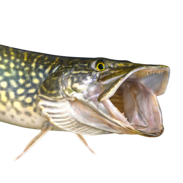 istock Pike fish isolated on white background. Head of trophy with open jaw with teeth 950583618